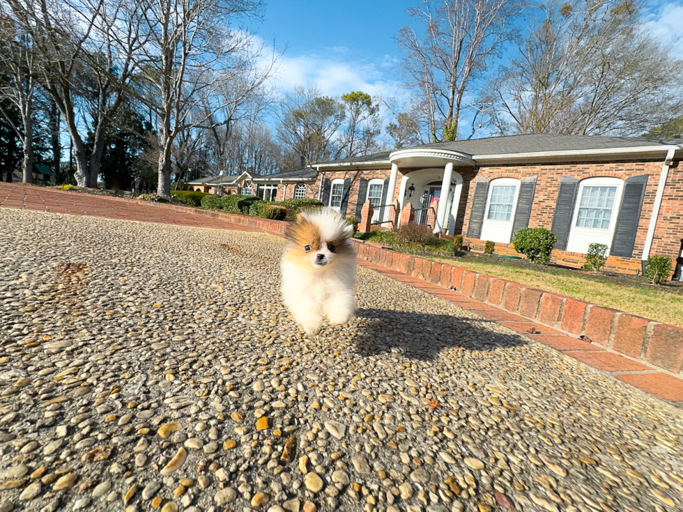 Cute Pomeranian Purebred Pup