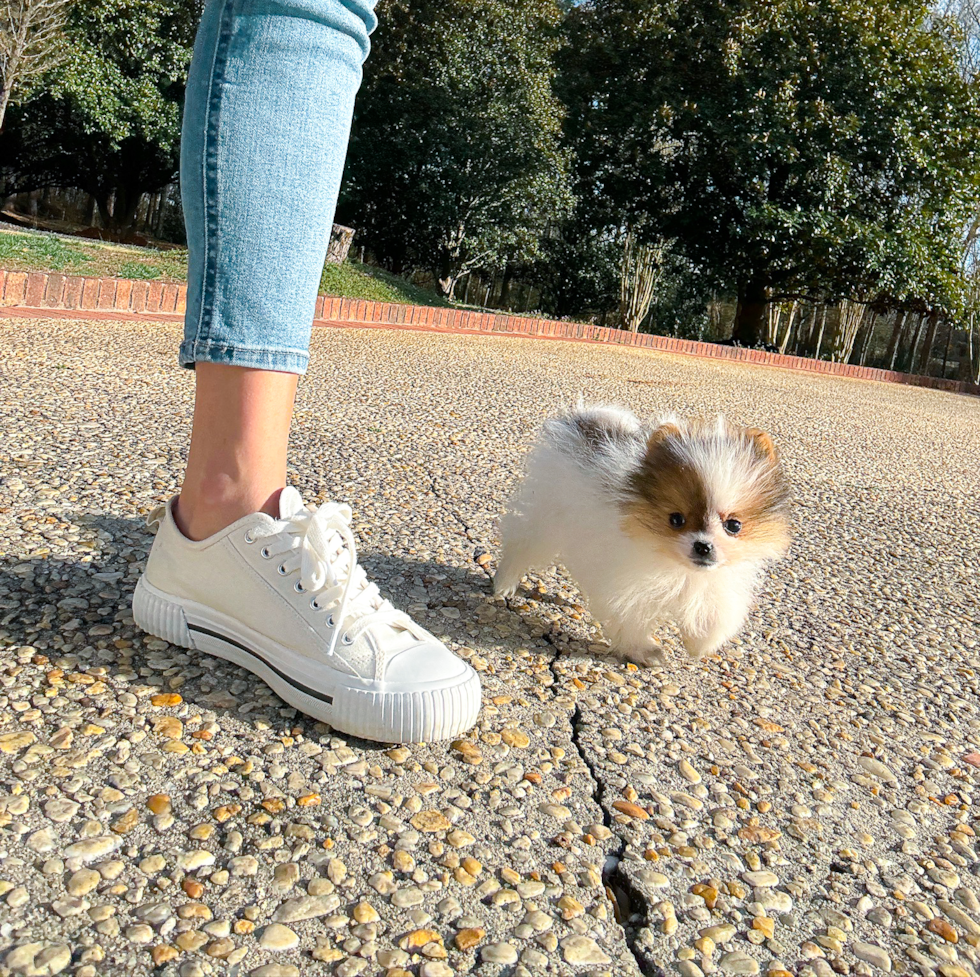 Cute Pomeranian Baby