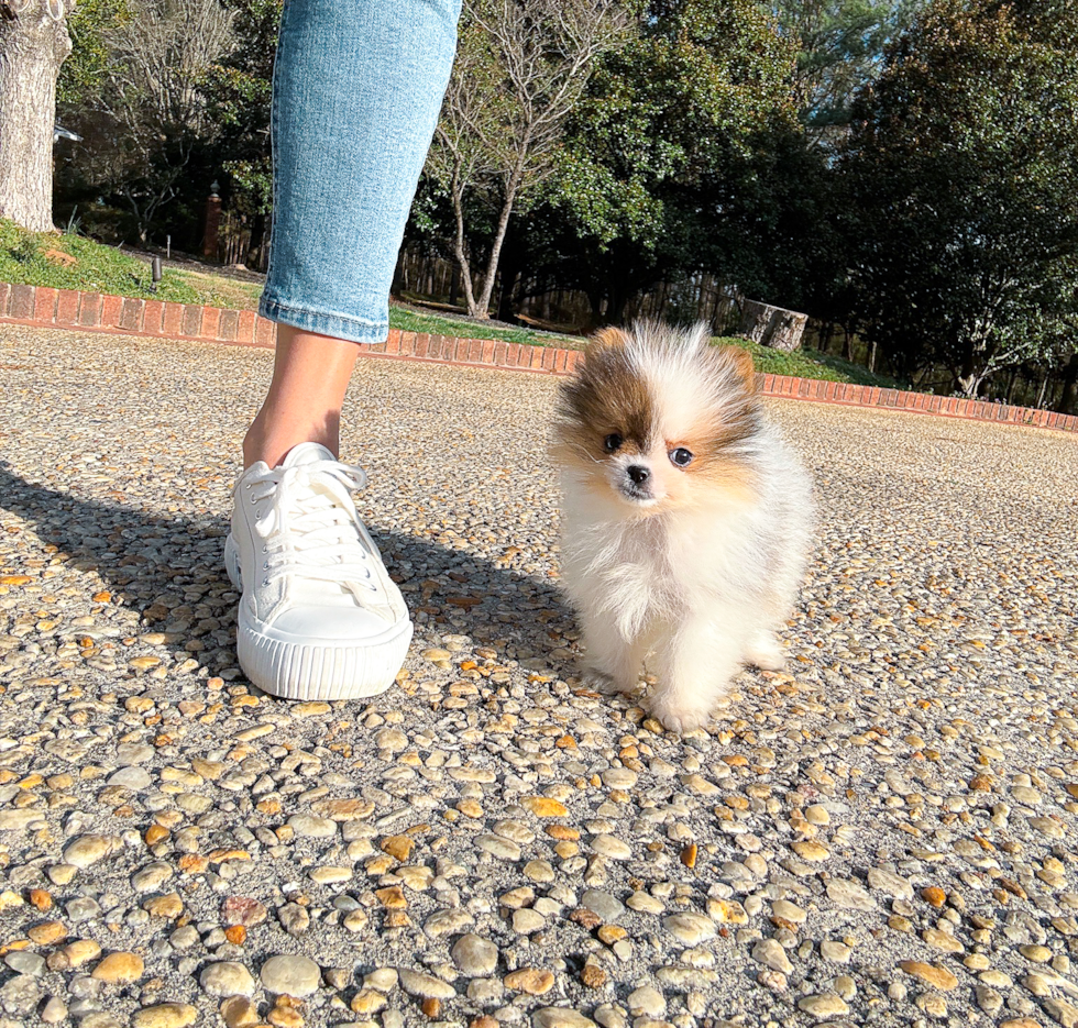 Pomeranian Puppy for Adoption
