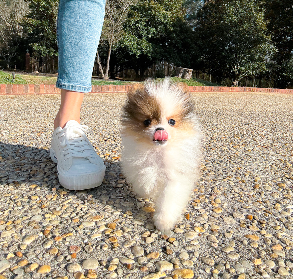 Cute Pomeranian Purebred Pup
