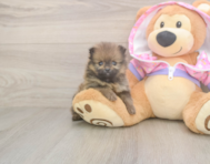9 week old Pomeranian Puppy For Sale - Simply Southern Pups