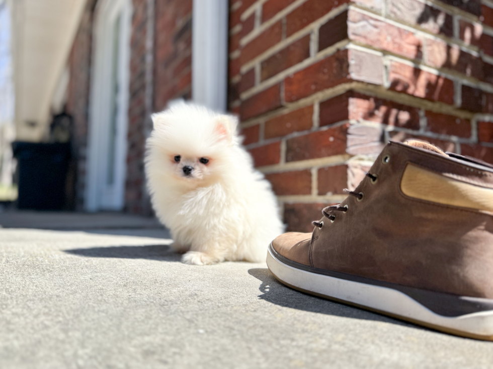 Cute Dwarf Spitz Purebred Puppy