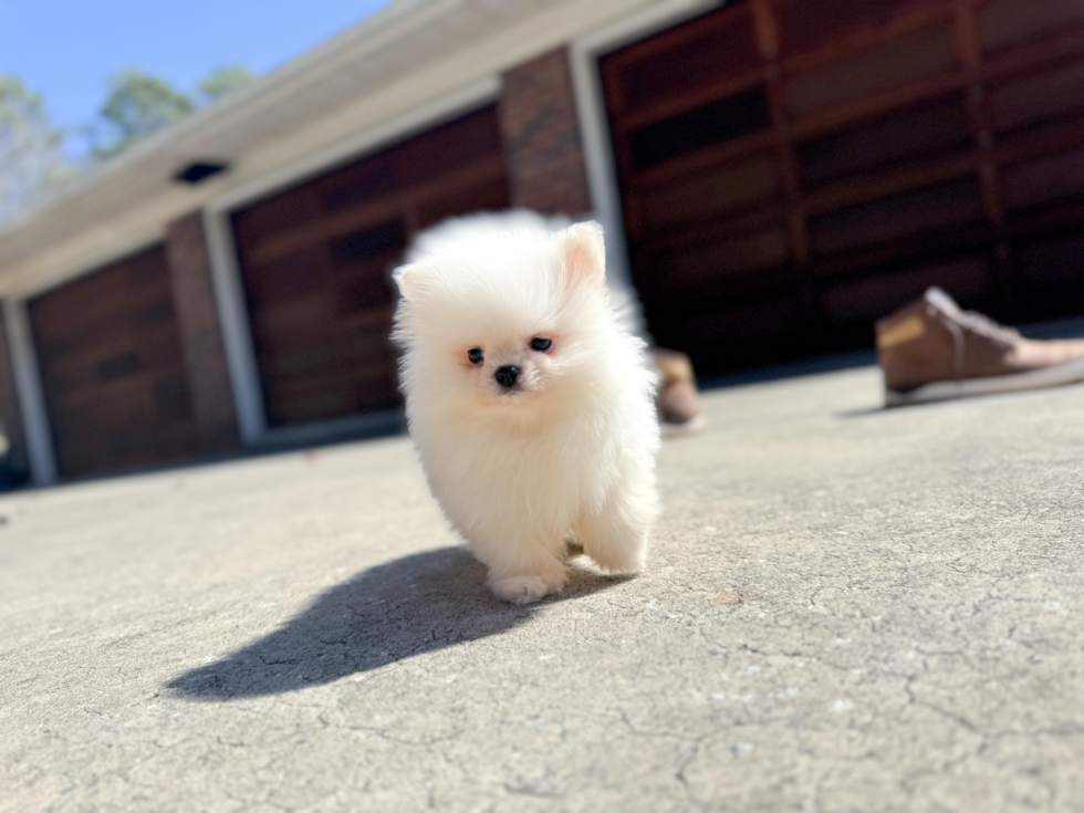 Pomeranian Pup Being Cute
