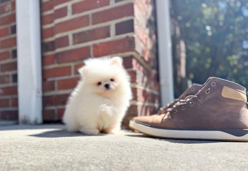 Cute Swergspitz Purebred Puppy