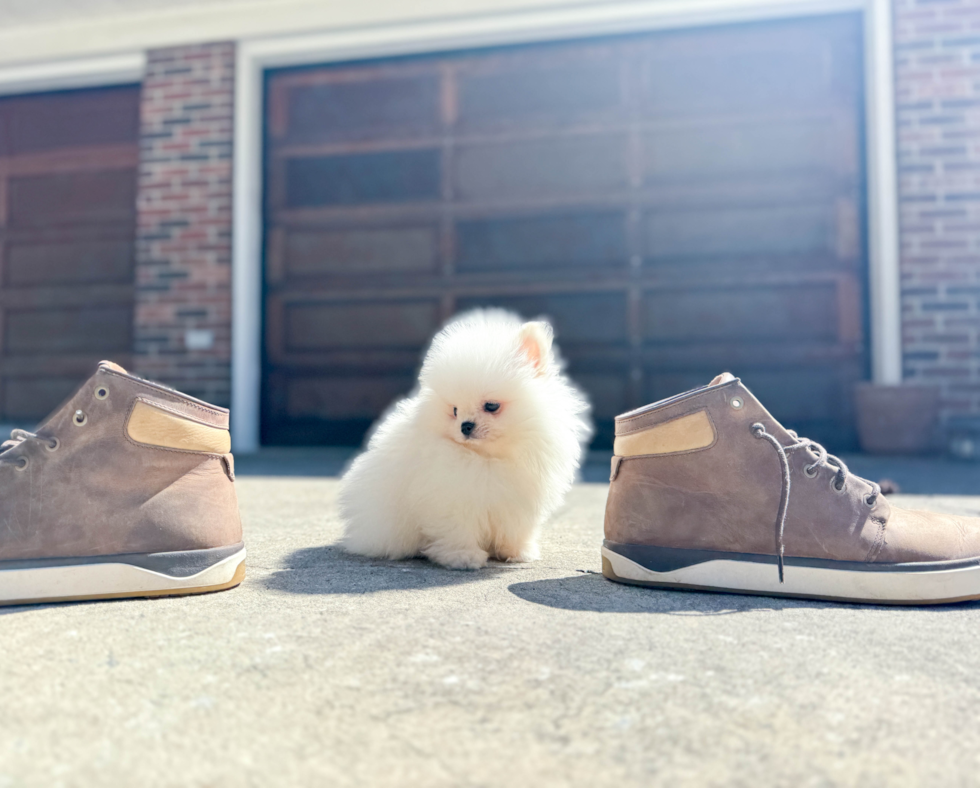 Cute Swergspitz Purebred Puppy