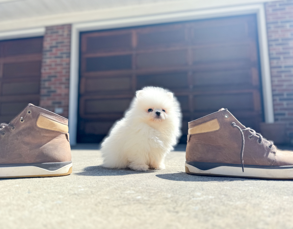 Pomeranian Pup Being Cute