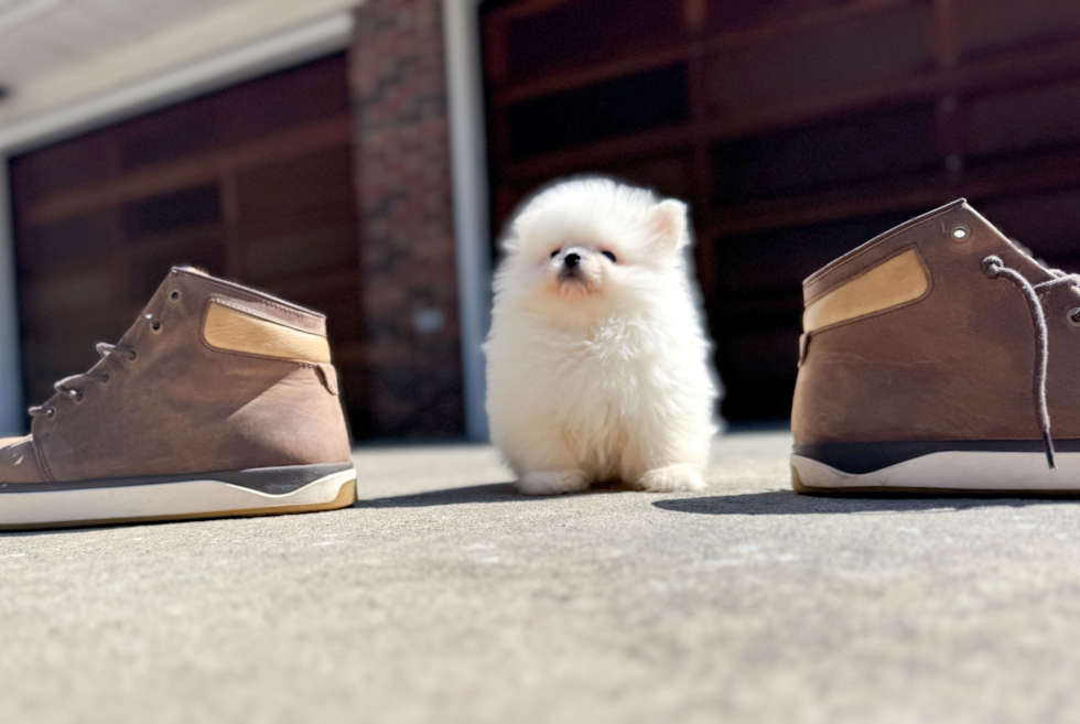 Cute Pomeranian Purebred Pup