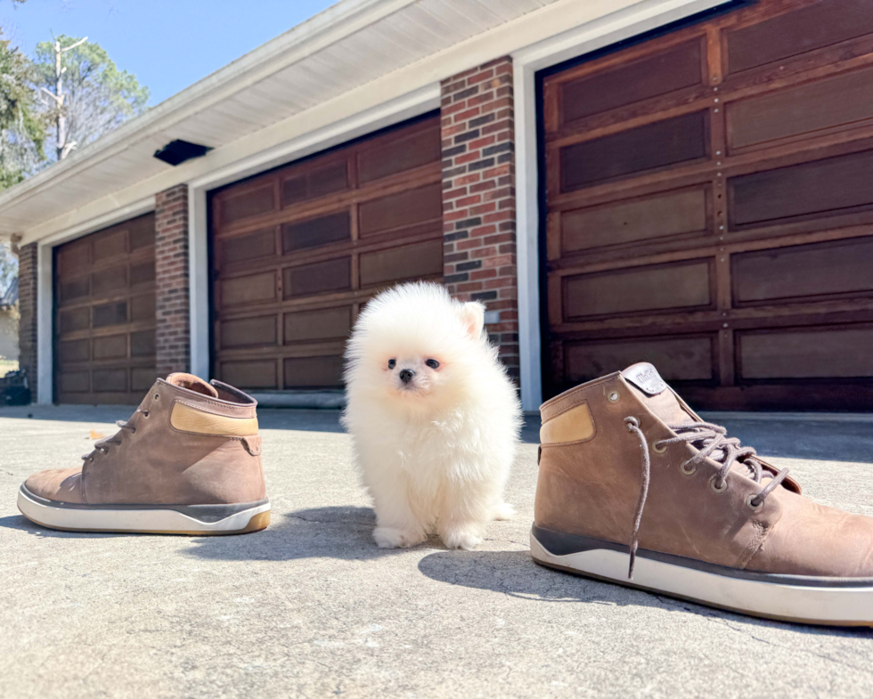 Pomeranian Puppy for Adoption