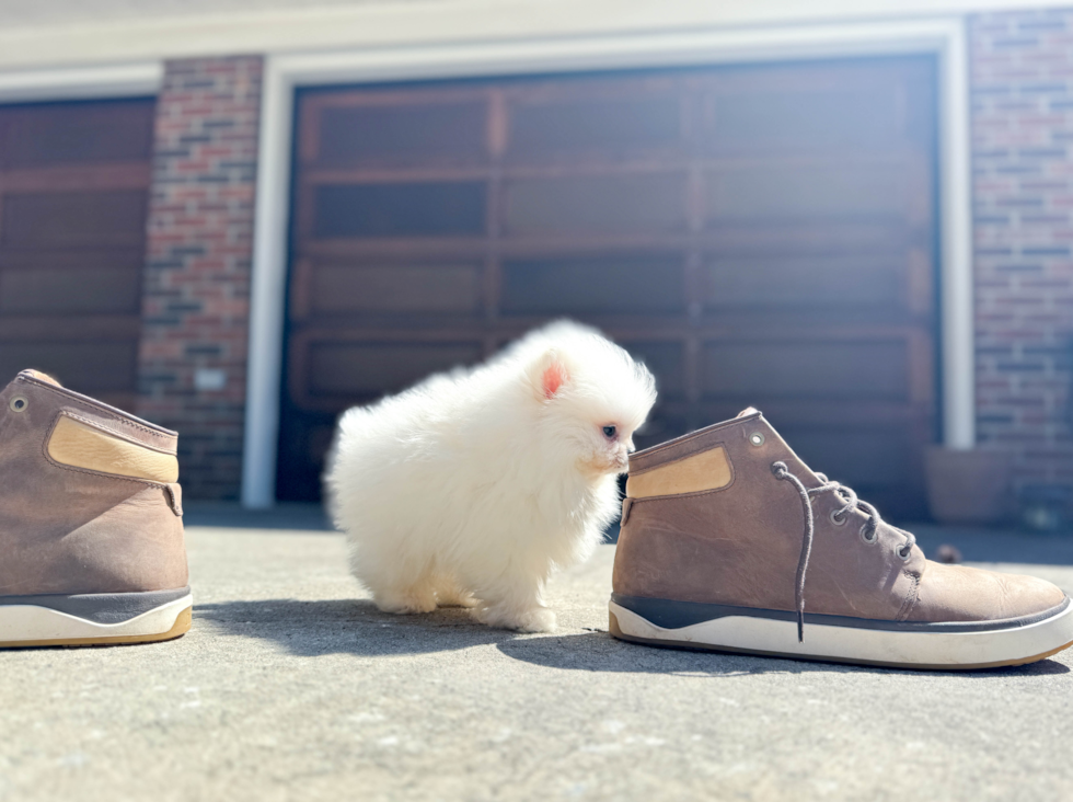 Best Pomeranian Baby