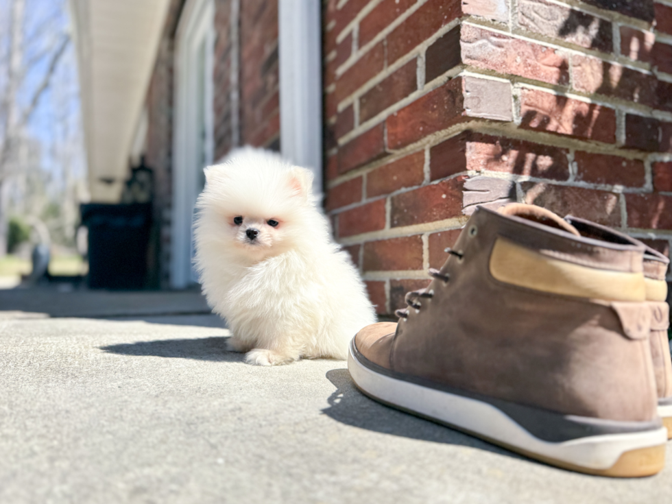Pomeranian Puppy for Adoption
