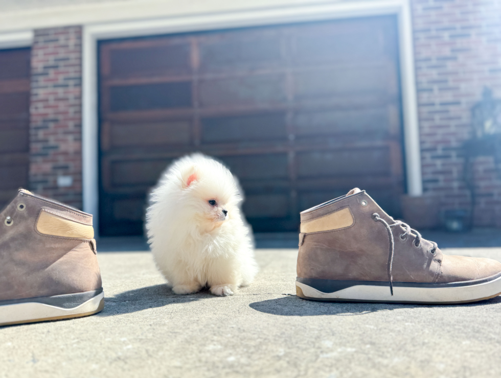 Pomeranian Puppy for Adoption