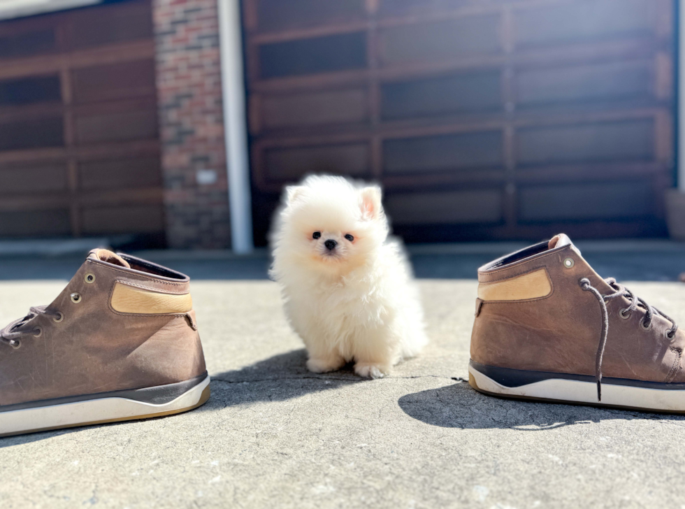 Pomeranian Pup Being Cute