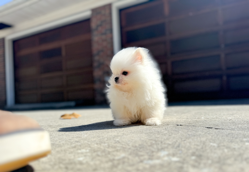 Best Pomeranian Baby