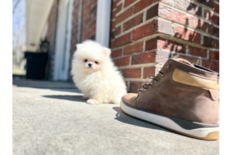 Cute Pomeranian Baby