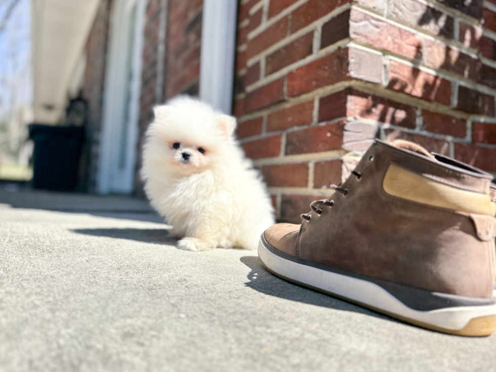 Cute Pomeranian Baby