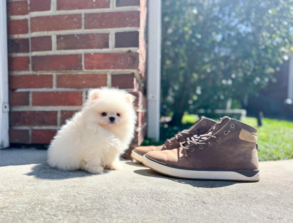 Cute Dwarf Spitz Purebred Puppy