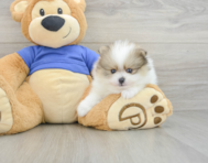 9 week old Pomeranian Puppy For Sale - Simply Southern Pups