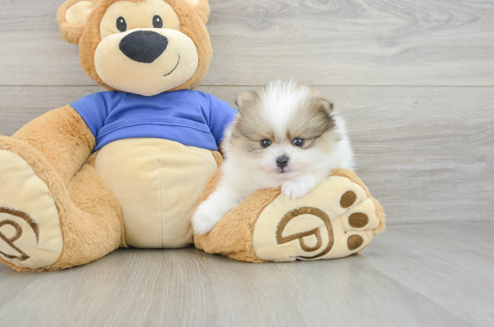 5 week old Pomeranian Puppy For Sale - Simply Southern Pups