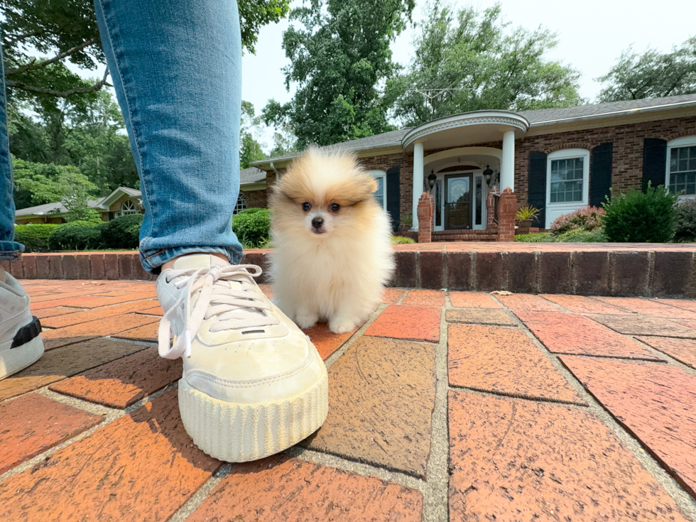 Cute Dwarf Spitz Purebred Puppy