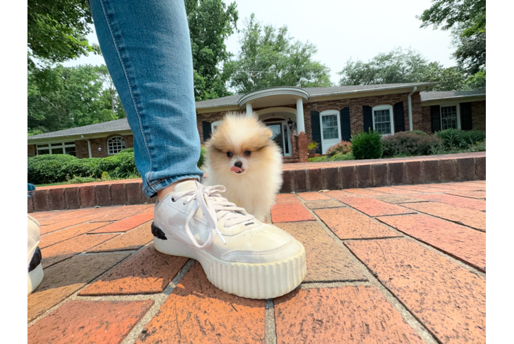Best Pomeranian Baby