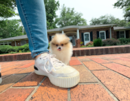 9 week old Pomeranian Puppy For Sale - Simply Southern Pups