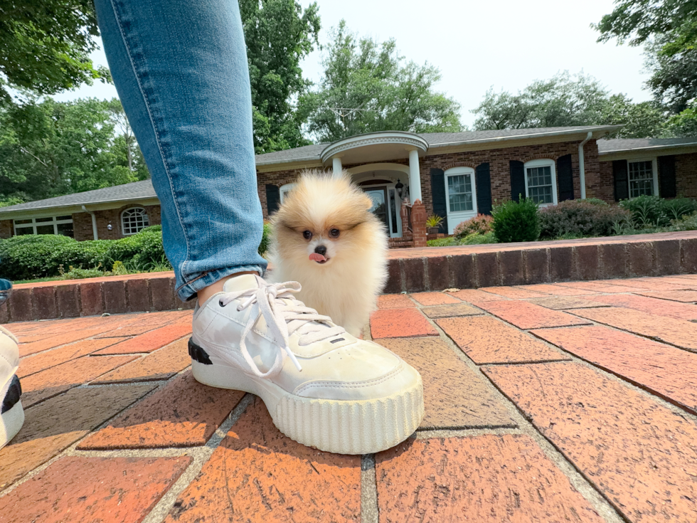 Best Pomeranian Baby