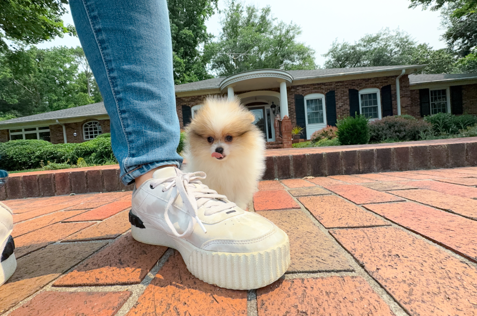 9 week old Pomeranian Puppy For Sale - Simply Southern Pups