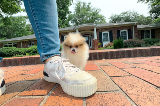 Best Pomeranian Baby