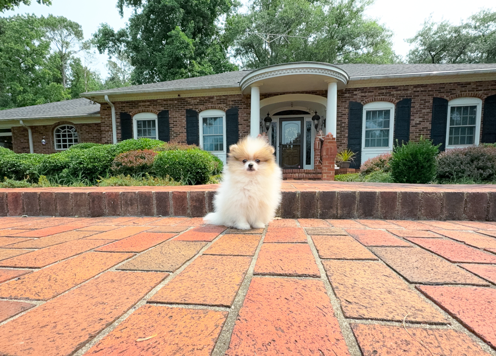 Cute Pomeranian Baby