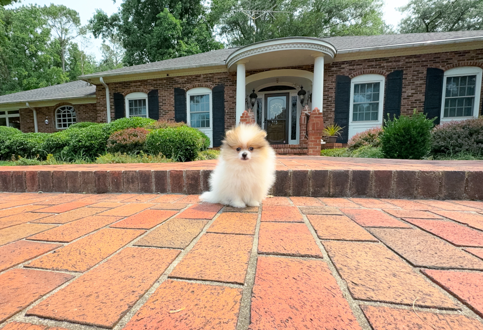 Best Pomeranian Baby