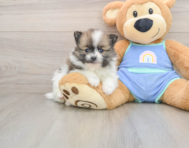 8 week old Pomeranian Puppy For Sale - Simply Southern Pups