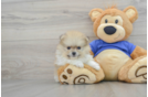 Pomeranian Puppy for Adoption