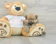 6 week old Pomeranian Puppy For Sale - Simply Southern Pups