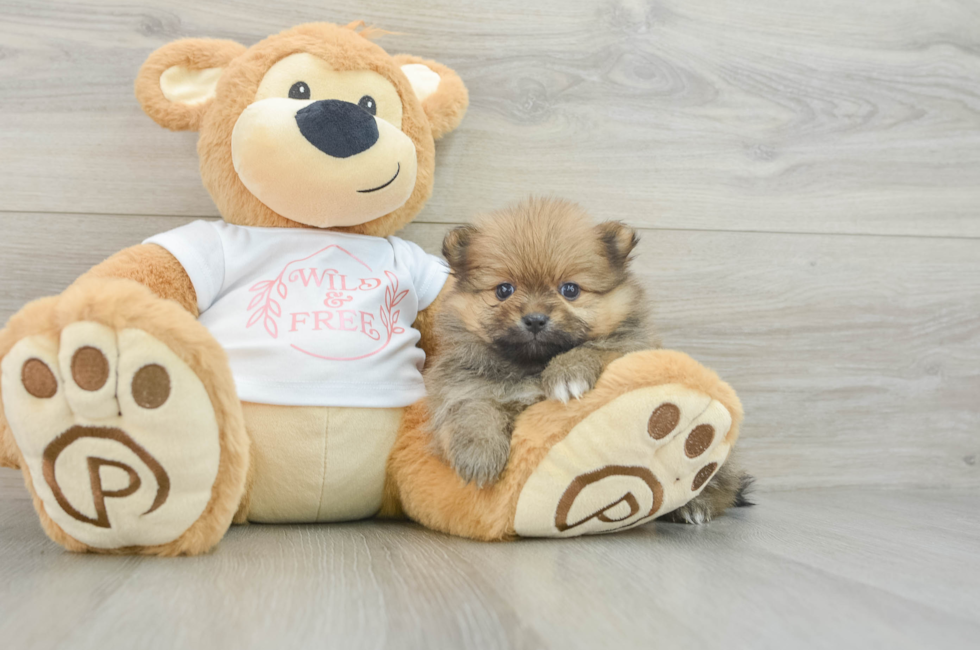 5 week old Pomeranian Puppy For Sale - Simply Southern Pups