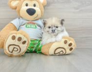 8 week old Pomeranian Puppy For Sale - Simply Southern Pups