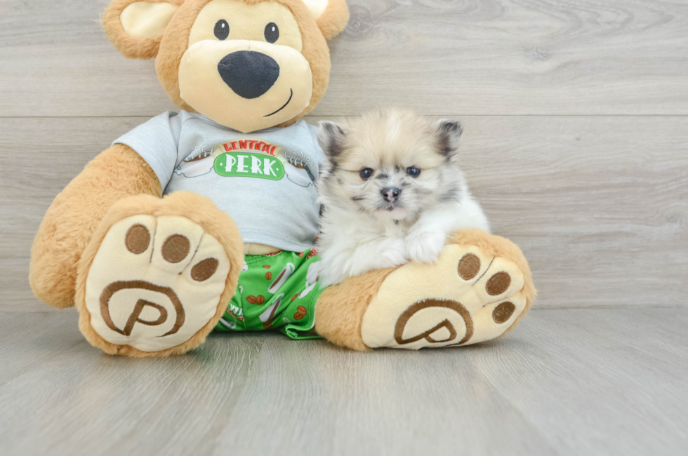 8 week old Pomeranian Puppy For Sale - Simply Southern Pups