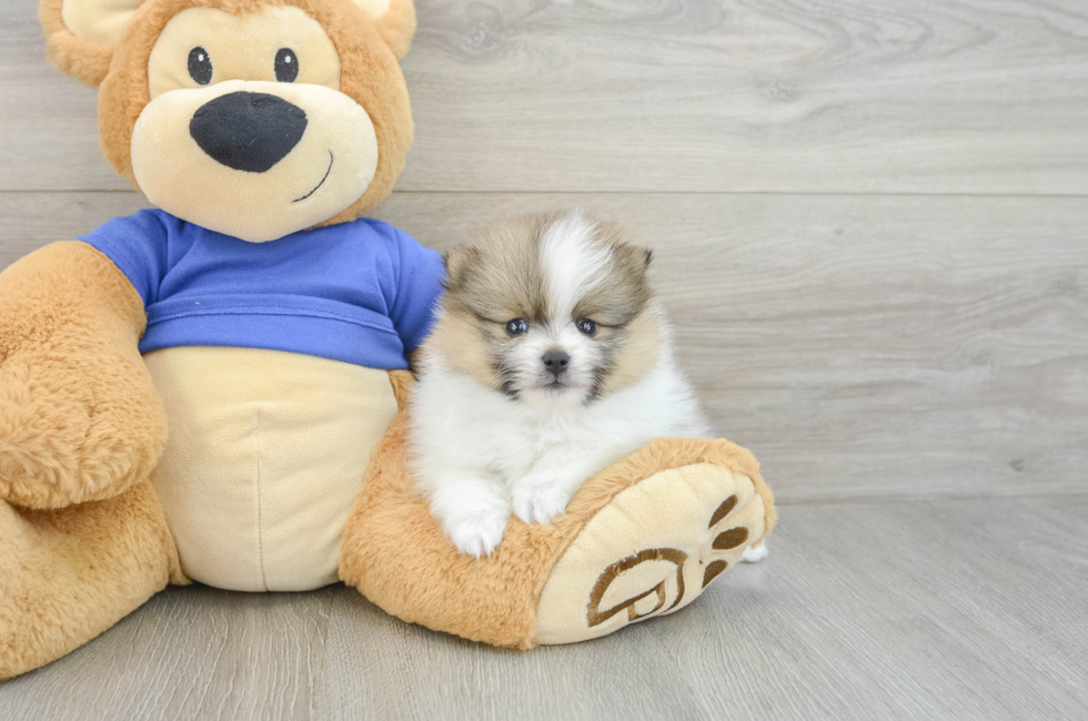 5 week old Pomeranian Puppy For Sale - Simply Southern Pups