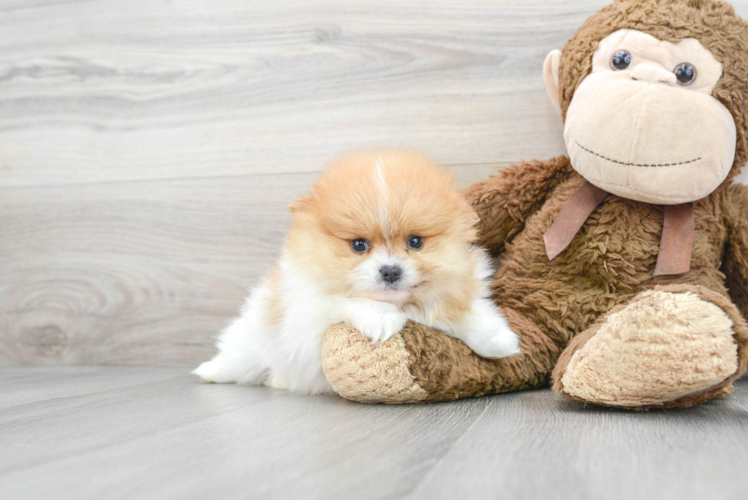 cute pomeranian puppies