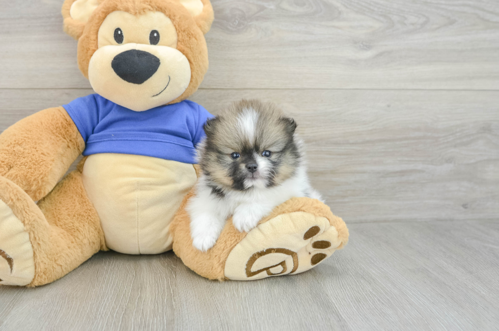 5 week old Pomeranian Puppy For Sale - Simply Southern Pups