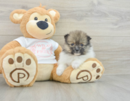 6 week old Pomeranian Puppy For Sale - Simply Southern Pups