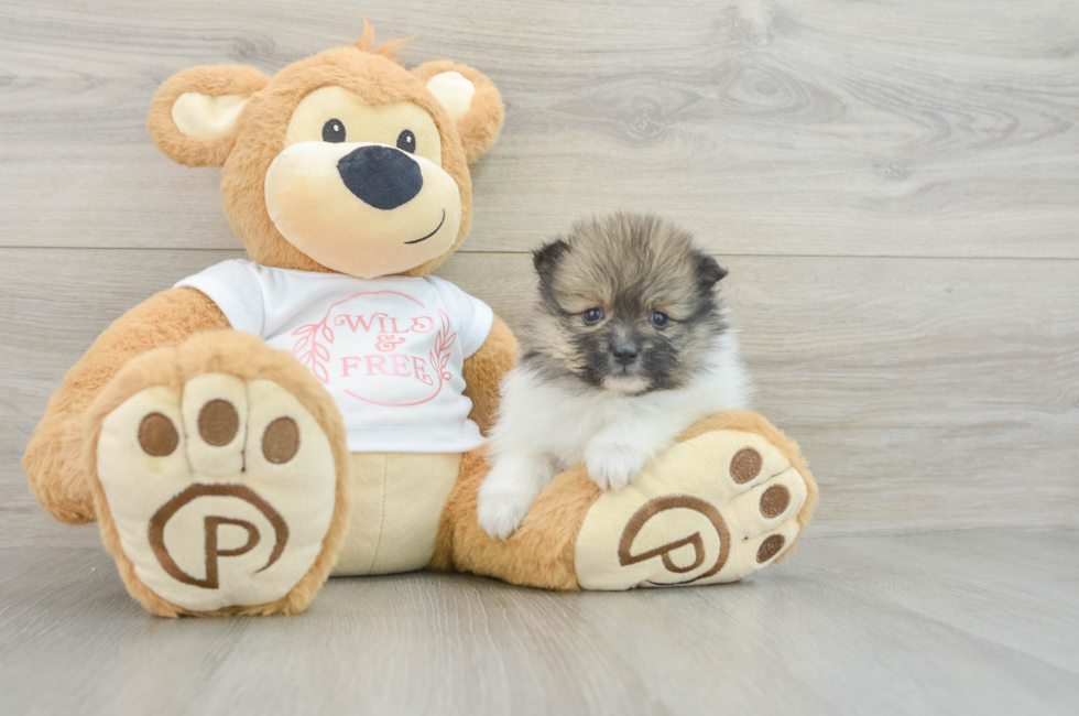 5 week old Pomeranian Puppy For Sale - Simply Southern Pups