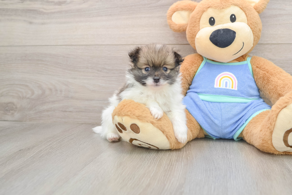 Fluffy Pom Pom Purebred Puppy