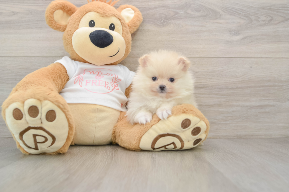 Pomeranian Puppy for Adoption