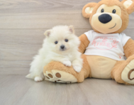 8 week old Pomeranian Puppy For Sale - Simply Southern Pups