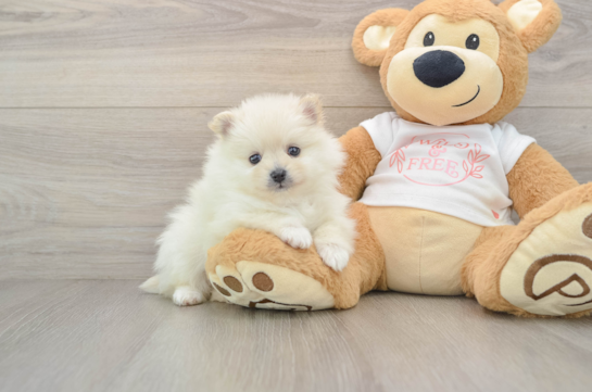 Pomeranian Puppy for Adoption