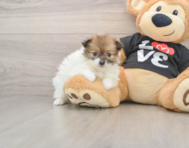 6 week old Pomeranian Puppy For Sale - Simply Southern Pups