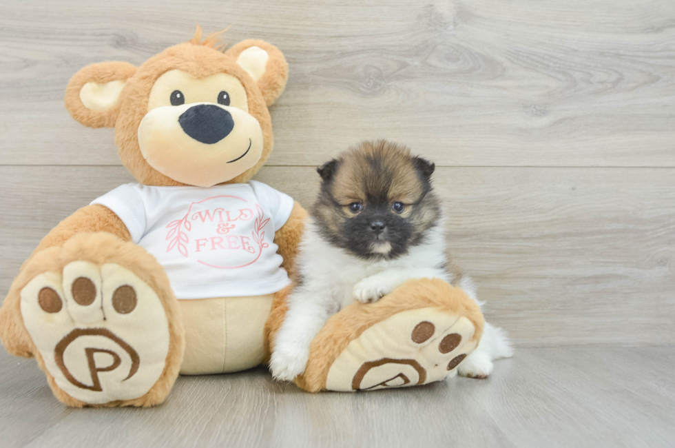 5 week old Pomeranian Puppy For Sale - Simply Southern Pups