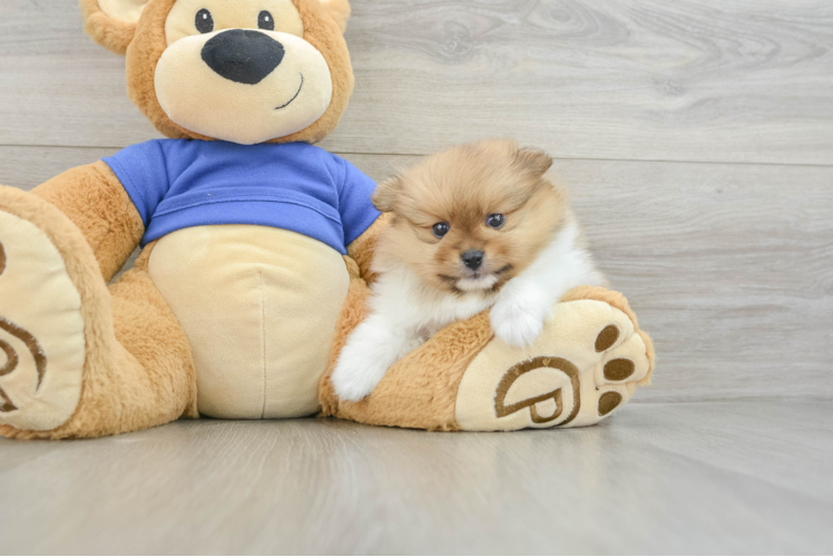 Fluffy Loulou Purebred Puppy