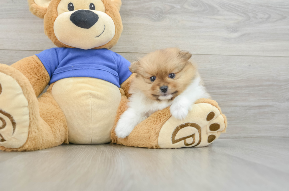 5 week old Pomeranian Puppy For Sale - Simply Southern Pups