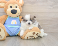 8 week old Pomeranian Puppy For Sale - Simply Southern Pups